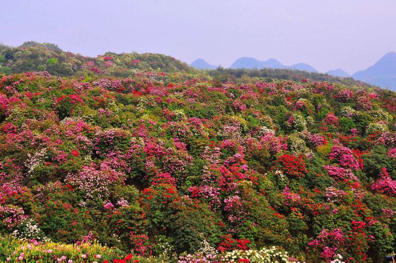 索玛桥,万花楼等景点                     果较好 该桥为百里杜鹃的